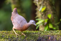 La Florida - Bosque de Las Aves